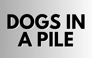 Dogs In A Pile Presale Codes and Ticket Info Dogs In A Pile Presale Codes and Ticket Info