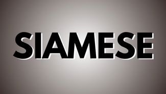 Siamese Presale Codes and Ticket Info Siamese Presale Codes and Ticket Info
